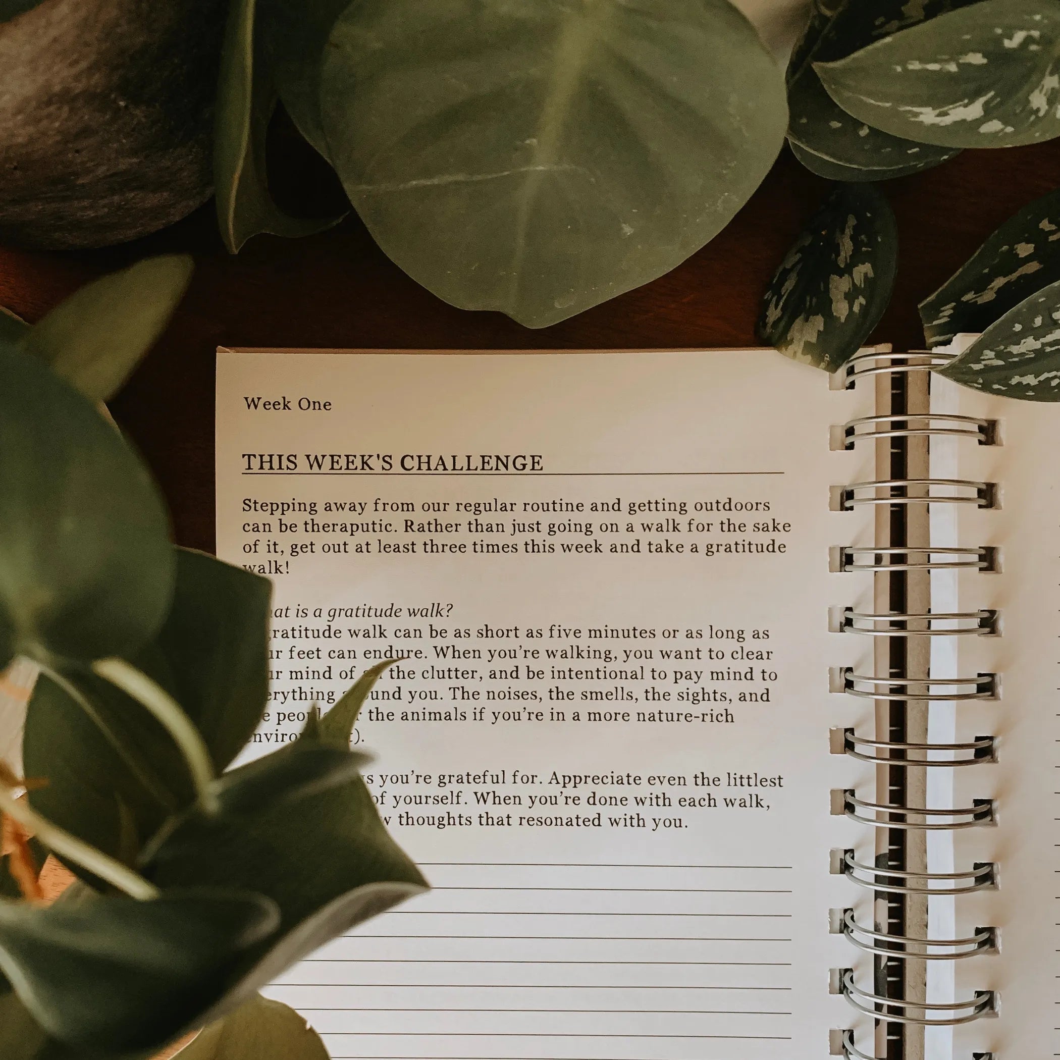Guided Gratitude Journal - "See The Good" - Blossom